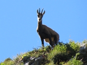 30 Un camoscio ci osserva